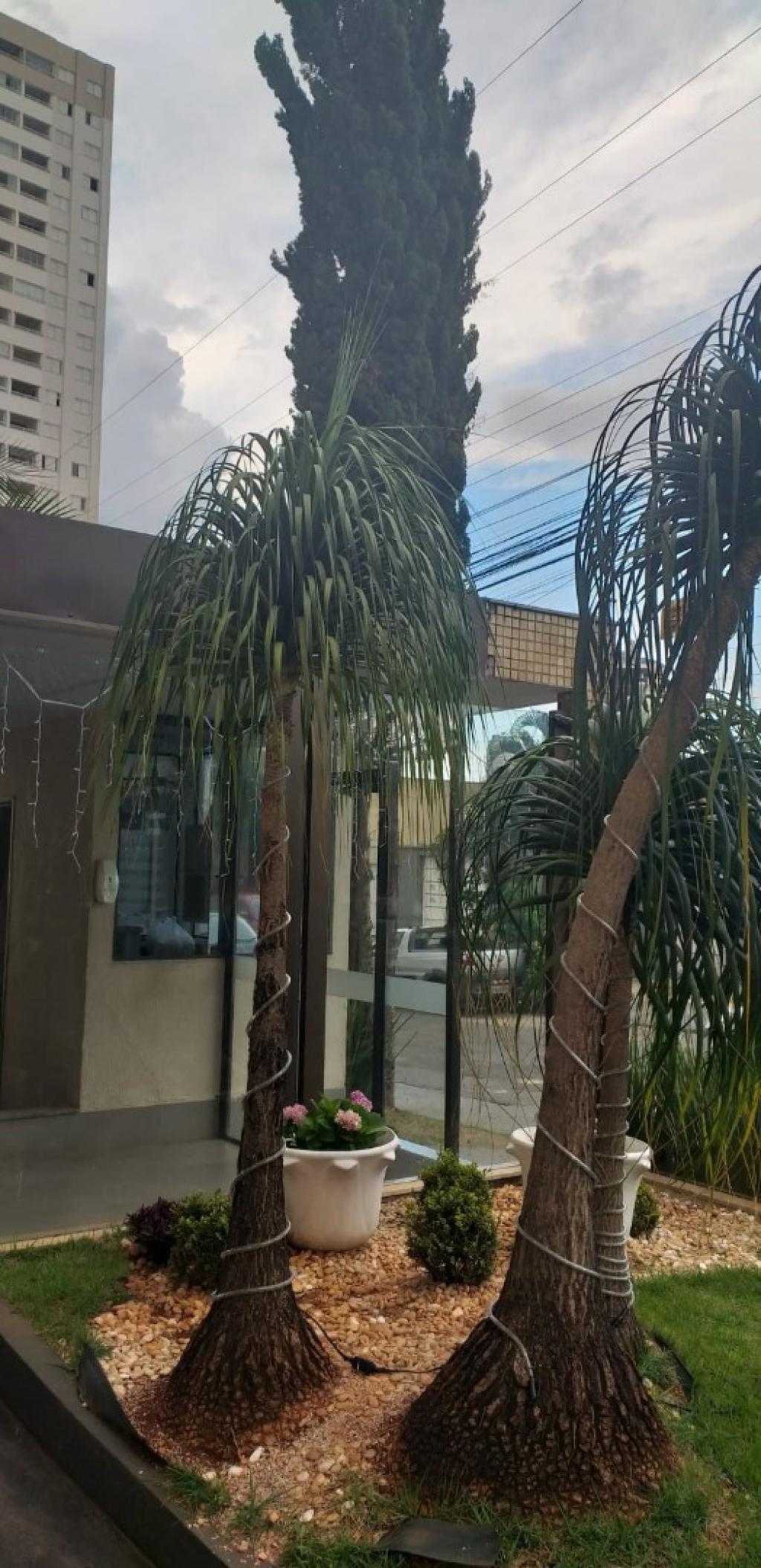 Primeira Dica