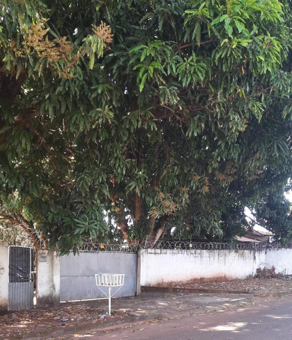 Primeira Dica